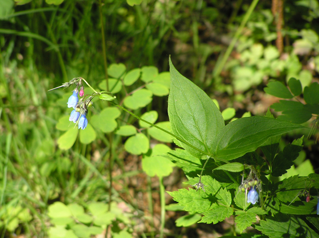 Mertensia paniculata (Tall bluebells) #26317