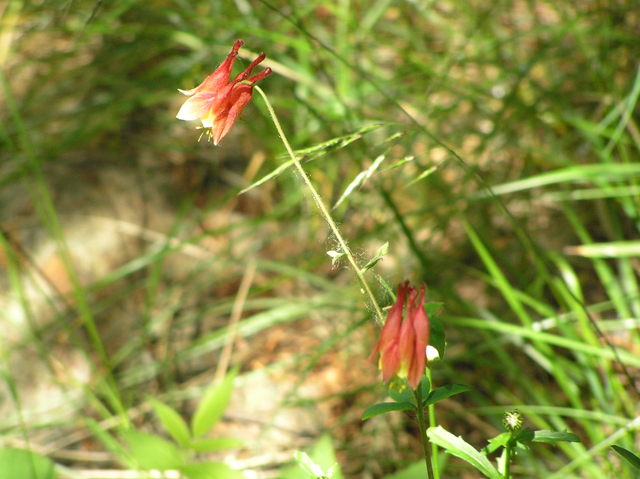 Aquilegia canadensis (Eastern red columbine) #26318