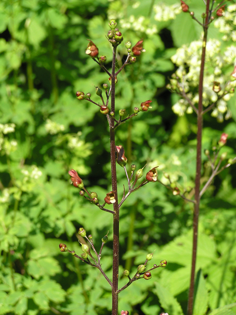 Scrophularia lanceolata (Lanceleaf figwort) #26319