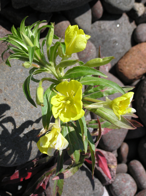 Oenothera biennis (Common evening-primrose) #26326