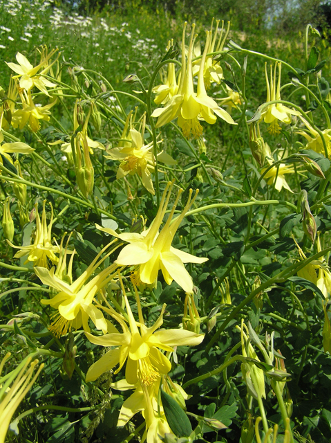 Aquilegia chrysantha (Golden columbine) #26335