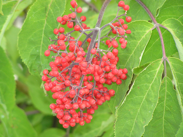 Sambucus racemosa (Red elderberry) #26336