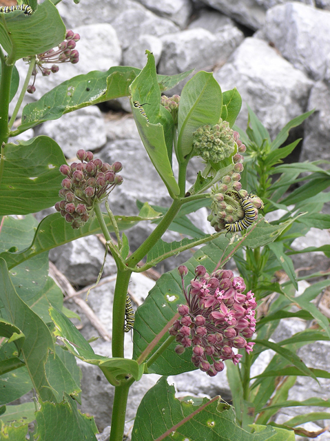 Asclepias syriaca (Common milkweed) #26337