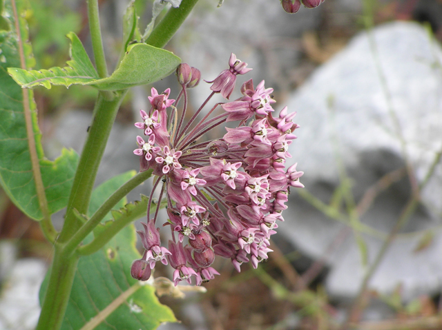 Asclepias syriaca (Common milkweed) #26338