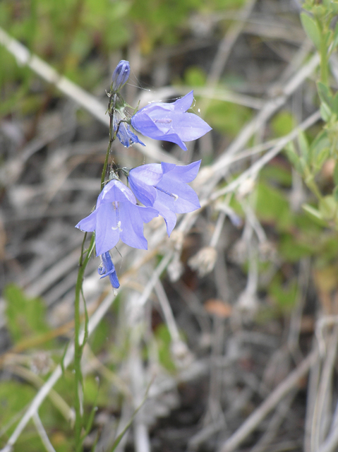 Campanula rotundifolia (Bluebell bellflower) #26340