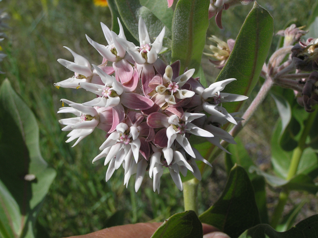 Asclepias speciosa (Showy milkweed) #26344
