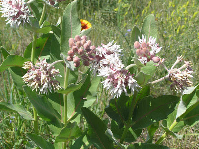 Asclepias speciosa (Showy milkweed) #26345
