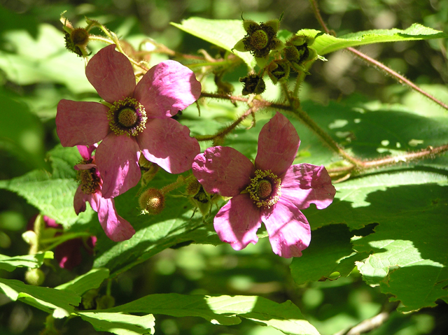 Rubus odoratus (Purple-flowering raspberry) #26350