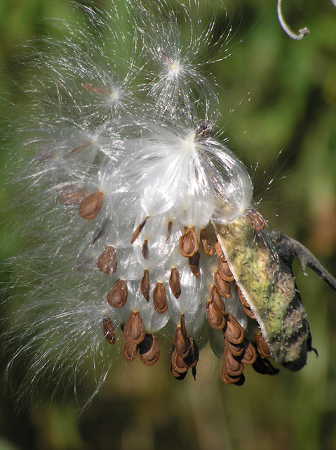 Asclepias syriaca (Common milkweed) #26365