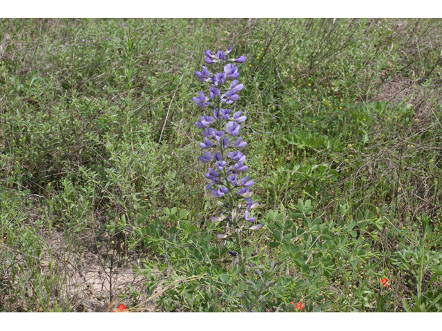 Baptisia australis (Blue wild indigo) #34110