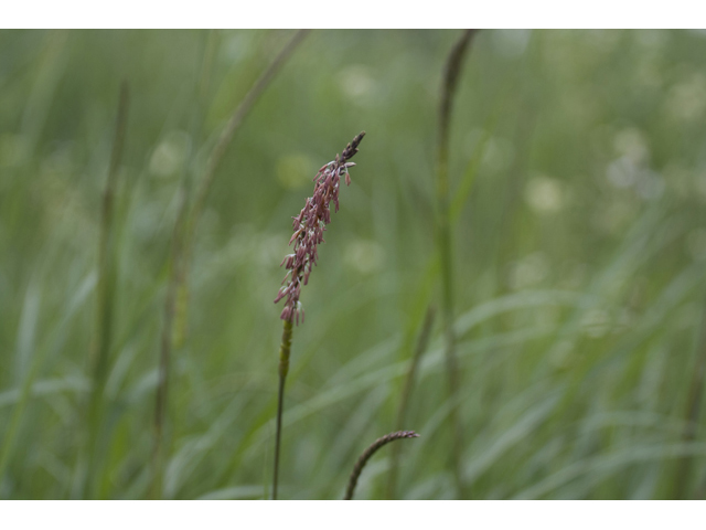Tripsacum dactyloides (Eastern gamagrass) #34155