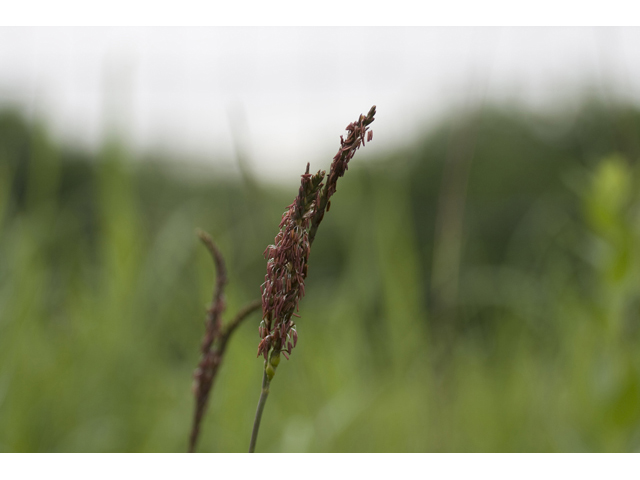 Tripsacum dactyloides (Eastern gamagrass) #34156