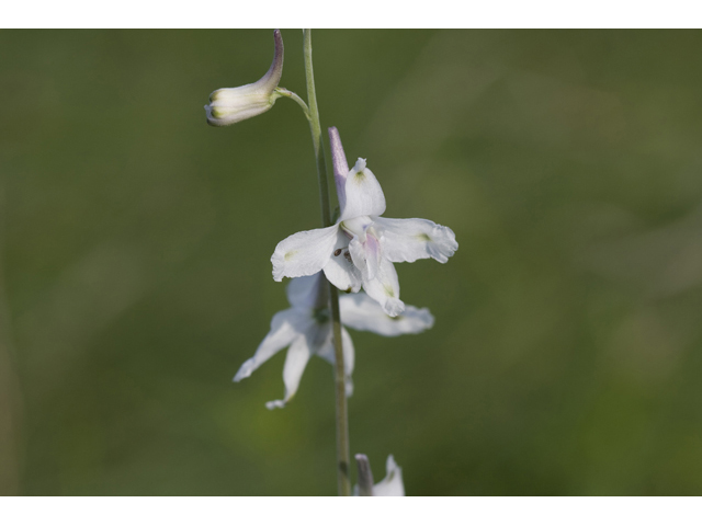 Delphinium carolinianum ssp. virescens (Carolina larkspur) #34159