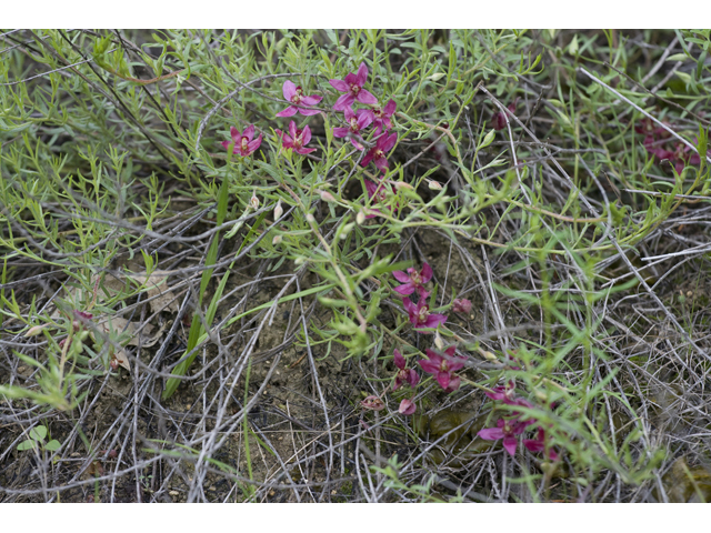 Krameria lanceolata (Trailing krameria) #34167