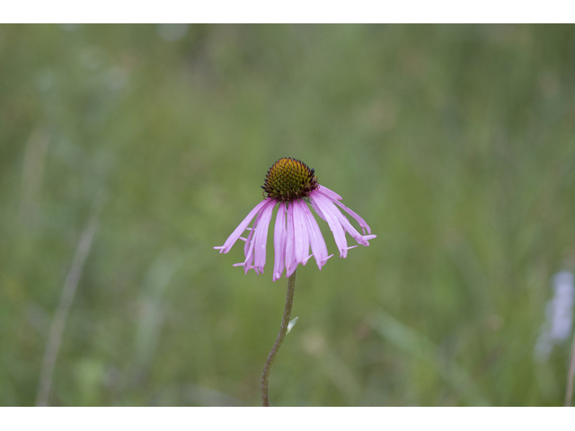 Echinacea atrorubens (Topeka purple coneflower) #34170