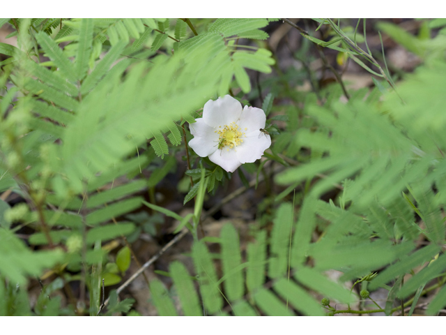 Rosa foliolosa (White prairie rose) #34174