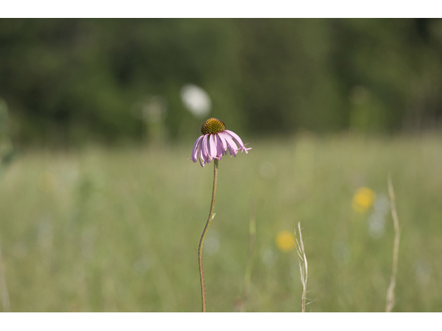 Echinacea atrorubens (Topeka purple coneflower) #34181