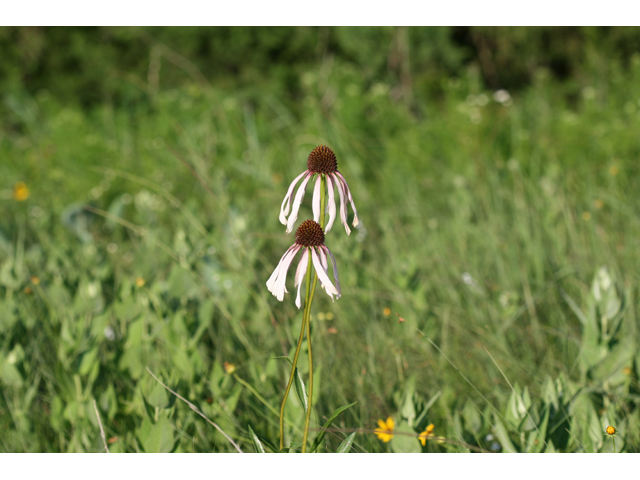 Echinacea angustifolia var. strigosa (Strigose blacksamson) #34194
