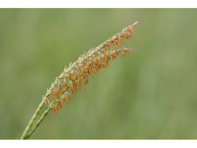 Tripsacum dactyloides (Eastern gamagrass) #34195