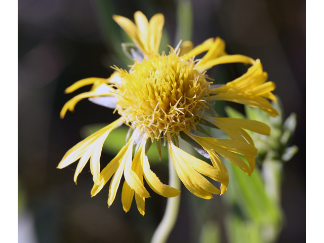 Gaillardia aestivalis var. aestivalis (Lanceleaf blanketflower) #34197