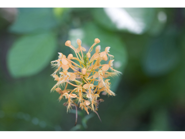 Platanthera ciliaris (Orange fringed orchid) #34276