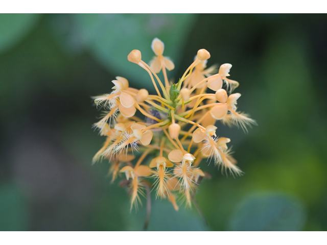 Platanthera ciliaris (Orange fringed orchid) #34277