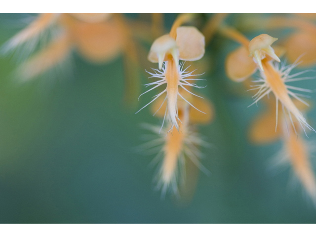 Platanthera ciliaris (Orange fringed orchid) #34280