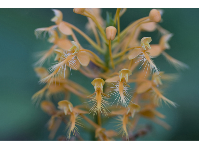Platanthera ciliaris (Orange fringed orchid) #34282