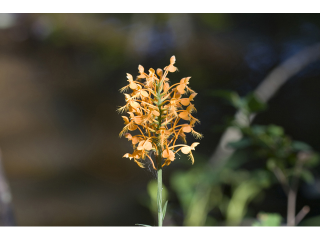 Platanthera ciliaris (Orange fringed orchid) #34284