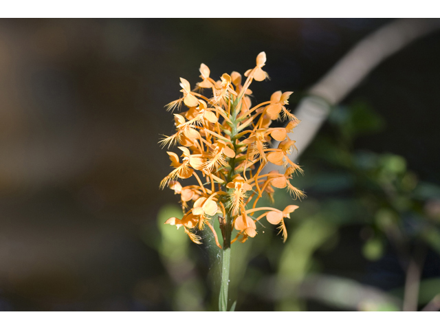 Platanthera ciliaris (Orange fringed orchid) #34285