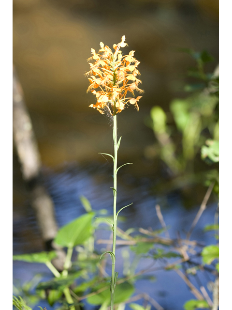 Platanthera ciliaris (Orange fringed orchid) #34287
