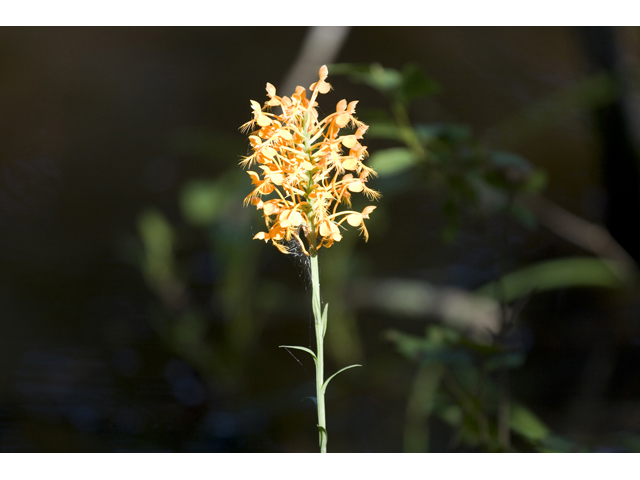 Platanthera ciliaris (Orange fringed orchid) #34288