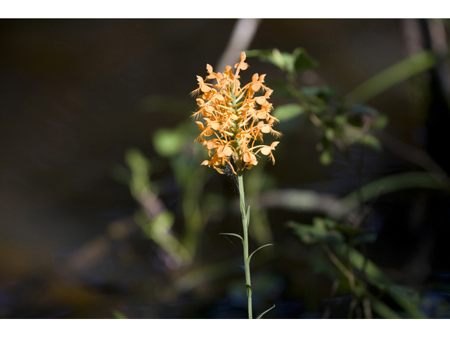 Platanthera ciliaris (Orange fringed orchid) #34290