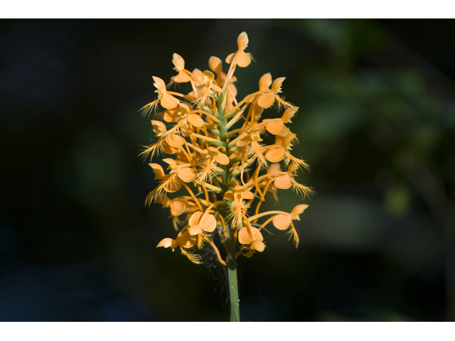 Platanthera ciliaris (Orange fringed orchid) #34291