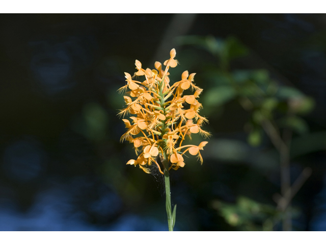 Platanthera ciliaris (Orange fringed orchid) #34292