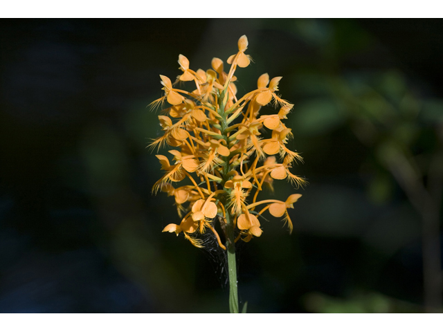 Platanthera ciliaris (Orange fringed orchid) #34293