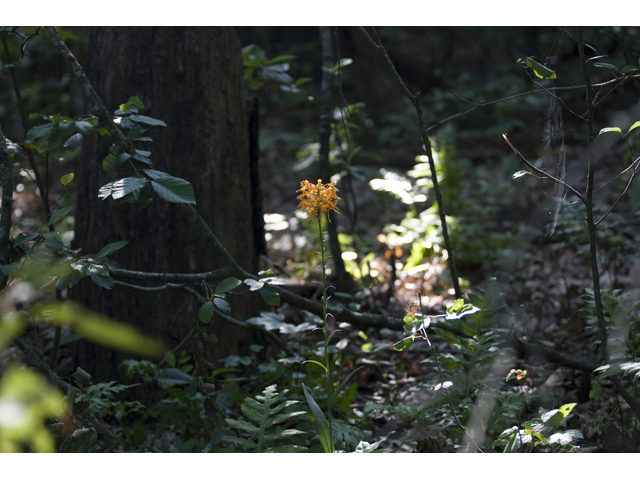 Platanthera ciliaris (Orange fringed orchid) #34294