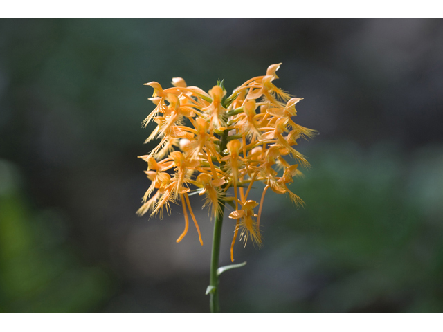 Platanthera ciliaris (Orange fringed orchid) #34295