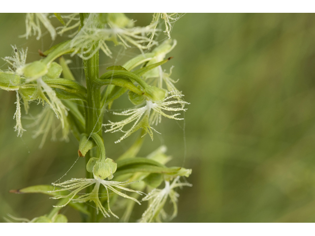 Platanthera lacera (Green fringed orchid) #34297