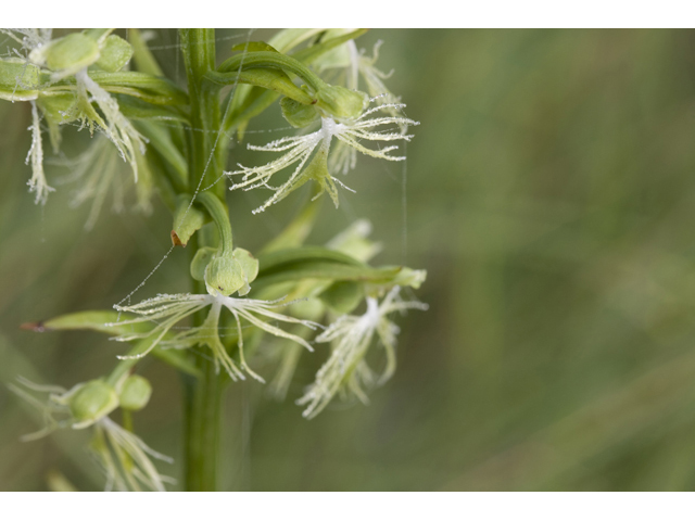 Platanthera lacera (Green fringed orchid) #34298