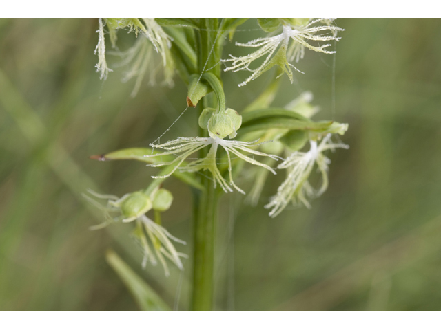 Platanthera lacera (Green fringed orchid) #34299