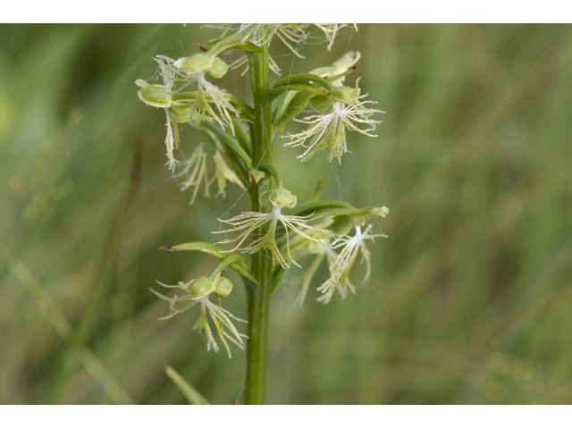 Platanthera lacera (Green fringed orchid) #34300