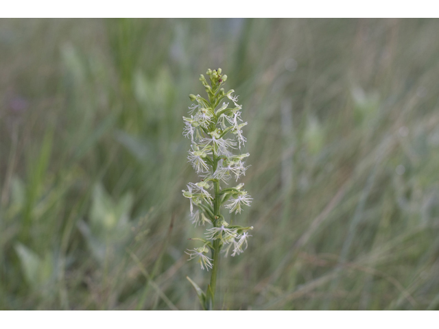 Platanthera lacera (Green fringed orchid) #34301