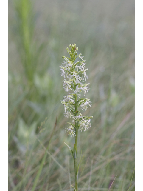 Platanthera lacera (Green fringed orchid) #34302