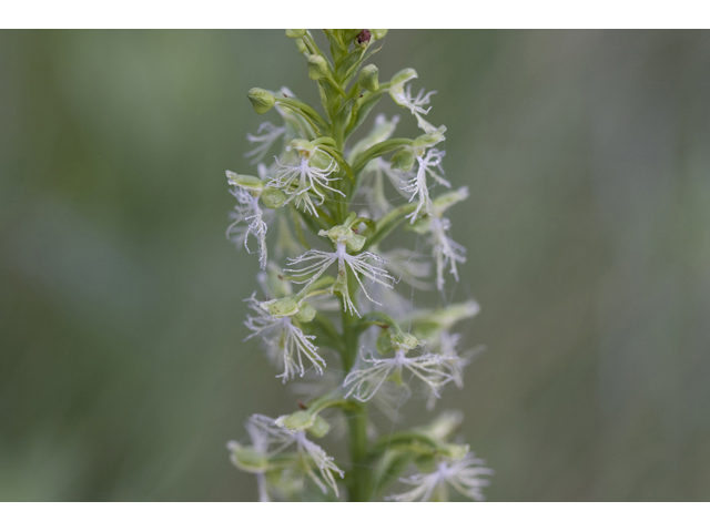 Platanthera lacera (Green fringed orchid) #34303