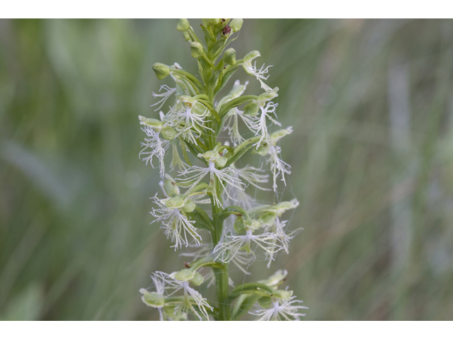 Platanthera lacera (Green fringed orchid) #34304