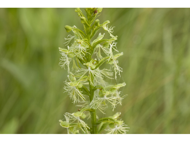 Platanthera lacera (Green fringed orchid) #34305