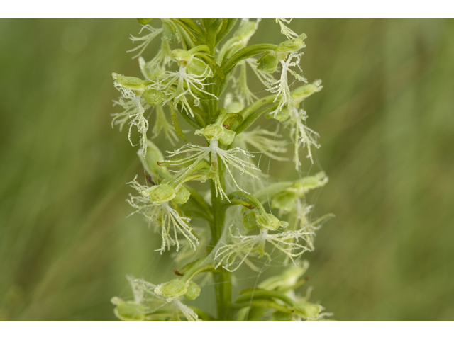 Platanthera lacera (Green fringed orchid) #34306