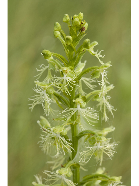 Platanthera lacera (Green fringed orchid) #34307