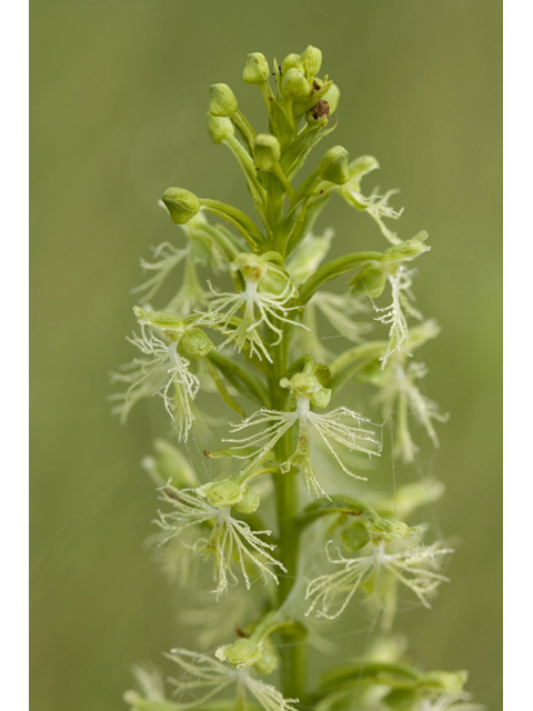 Platanthera lacera (Green fringed orchid) #34308